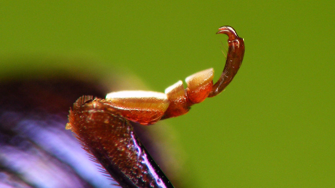Chrysolina sturmi - Close-up of hind tarsus You can just about recognize the thousands of little hairs with a dilated tip that enable the beetle to hold on to smooth surfaces (such as smooth leaves)  Chrysolina,Chrysolina sturmi,Chrysomelidae,Chrysomelinae,nl: Paarse goudhaan