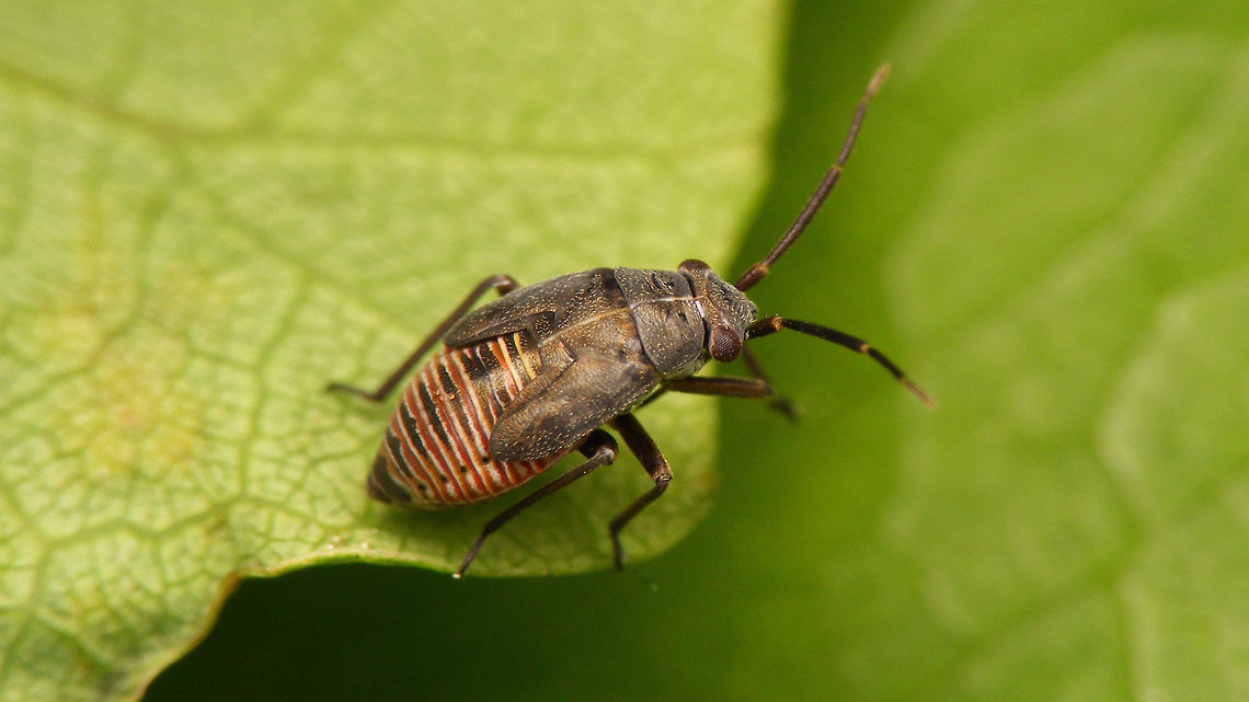 Heterocordylus tibialis - Nymph Last (5th) stadium nymph of Heterocordylus tibialis Geotagged,Heterocordylus,Heterocordylus tibialis,Heteroptera,Jane's garden,Miridae,Netherlands,Nymph