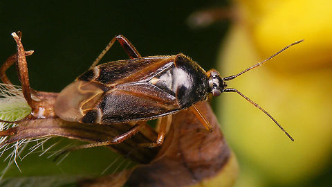Harpocera thoracica - Dark female On average the males are much darker (blackish) than the females, but dark females also occur. The male is more slender and has conspicuously inflated ends of the second antenna segment:
https://www.jungledragon.com/image/93236/harpocera_thoracica_-_male.html Harpocera,Harpocera thoracica,Jane's garden,Miridae,Phylinae,Phylini,nl: Voorjaarseikenblindwants