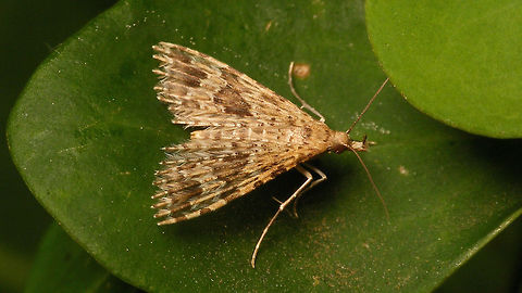 Alucita hexadactyla  Alucita,Alucita hexadactyla,Alucitidae,Lepidoptera,Twenty-plume Moth,nl: Waaiermot