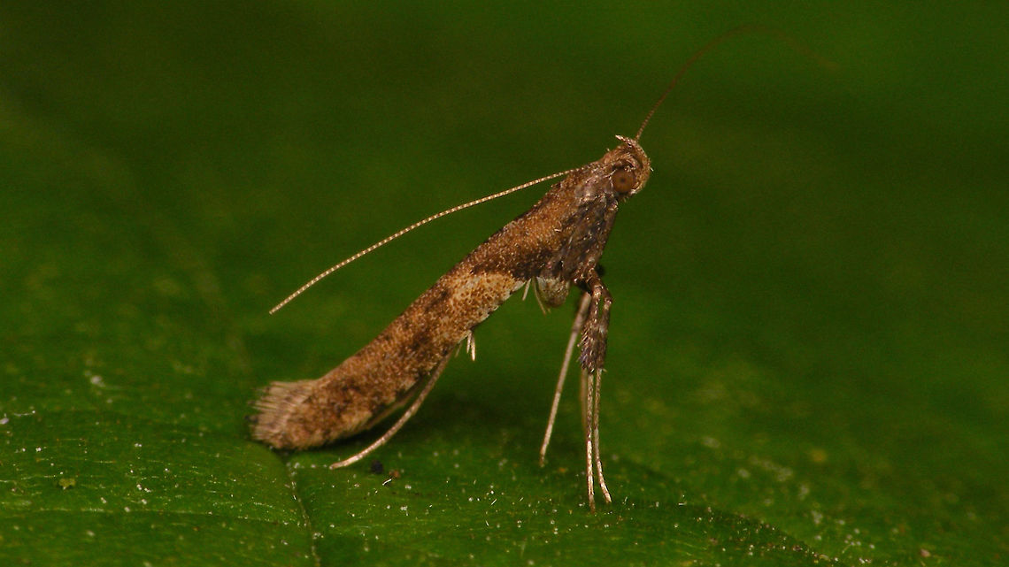 Caloptilia falconipennella Didn't manage to get a single sharp shot in - too much going on around it that distracted me too :-/ Caloptilia,Caloptilia falconipennella,Gracillariidae,Leafminer
