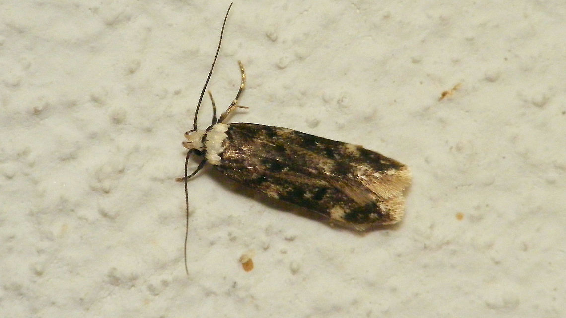 Endrosis sarcitrella One day on the kitchen wall ... Endrosis,Endrosis sarcitrella,Geotagged,Moth,Netherlands,Oecophoridae,White-shouldered house moth,nl: Witkopmot