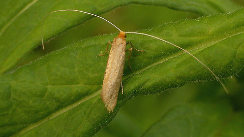 Nematopogon swammerdamella  Adelidae,Moth,Nematopogon,Nematopogon swammerdamella