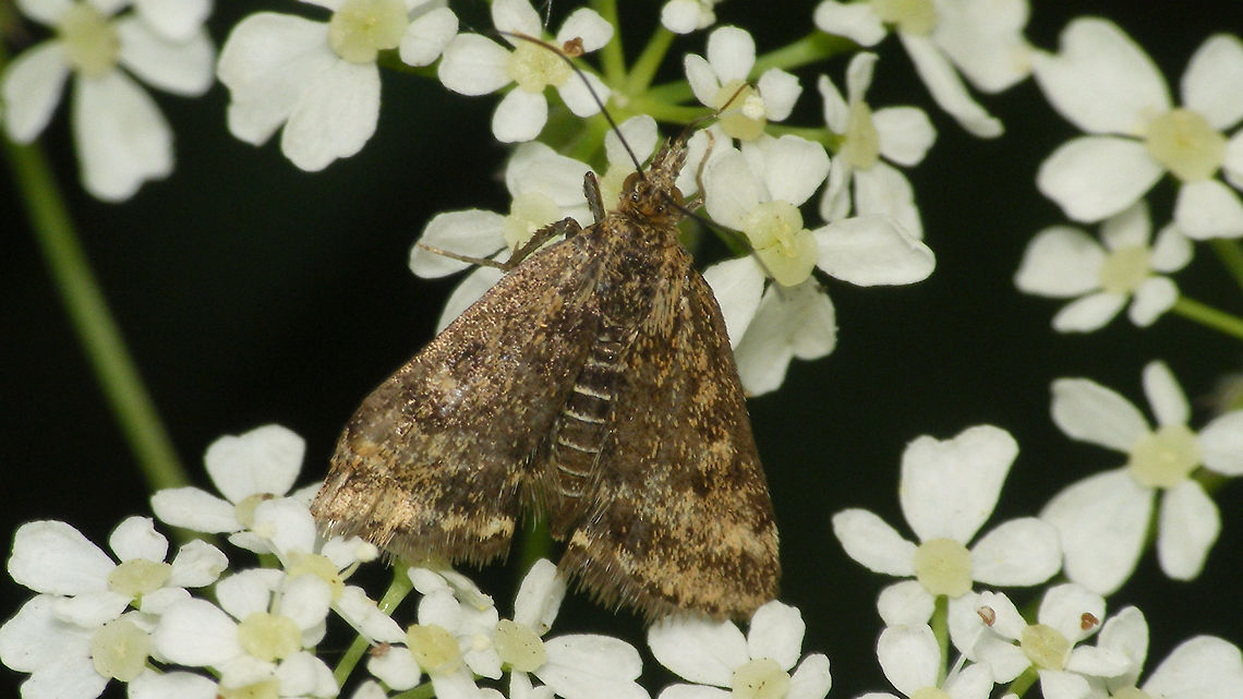 Pyrausta despicata  Crambidae,Geotagged,Moth,Netherlands,Pyrausta despicata