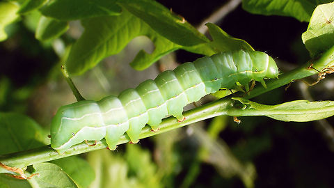 Asteroscopus sphinx - Caterpillar lateral Dorsal shot here:
https://www.jungledragon.com/image/79395/asteroscopus_sphinx_-_caterpillar_dorsal.html Asteroscopus,Asteroscopus sphinx,Caterpillar,Geotagged,Moth,Netherlands,Noctuidae,Sprawler,nl: Kromzitter