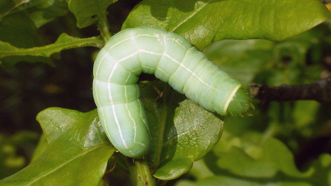 Asteroscopus sphinx - Caterpillar dorsal Lateral shot here:<br />
<figure class="photo"><a href="https://www.jungledragon.com/image/79393/asteroscopus_sphinx_-_caterpillar_lateral.html" title="Asteroscopus sphinx - Caterpillar lateral"><img src="https://s3.amazonaws.com/media.jungledragon.com/images/3043/79393_thumb.jpg?AWSAccessKeyId=05GMT0V3GWVNE7GGM1R2&Expires=1759968010&Signature=VlOv4KZjwygt6fsTbdpQmoJhieY%3D" width="200" height="114" alt="Asteroscopus sphinx - Caterpillar lateral Dorsal shot here:<br />
https://www.jungledragon.com/image/79395/asteroscopus_sphinx_-_caterpillar_dorsal.html Asteroscopus,Asteroscopus sphinx,Caterpillar,Geotagged,Moth,Netherlands,Noctuidae,Sprawler,nl: Kromzitter" /></a></figure> Asteroscopus,Asteroscopus sphinx,Caterpillar,Moth,Noctuidae,Sprawler,nl: Kromzitter