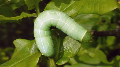 Asteroscopus sphinx - Caterpillar dorsal Lateral shot here:
https://www.jungledragon.com/image/79393/asteroscopus_sphinx_-_caterpillar_lateral.html Asteroscopus,Asteroscopus sphinx,Caterpillar,Moth,Noctuidae,Sprawler,nl: Kromzitter