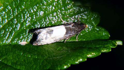 Notocelia cynosbatella Horrible shot, just to add the species ... Moth,Notocelia,Notocelia cynosbatella,Tortricidae