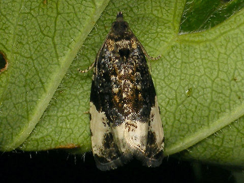Hedya pruniana  Geotagged,Hedya,Hedya pruniana,Moth,Netherlands,Tortricidae