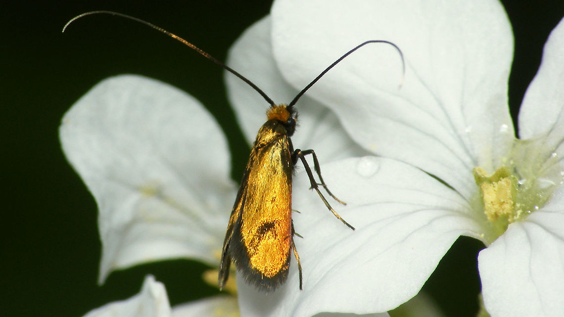 Cauchas rufimitrella - Pure gold  Adelidae,Cauchas,Cauchas rufimitrella,Moth,nl: Pinksterbloemlangsprietmot