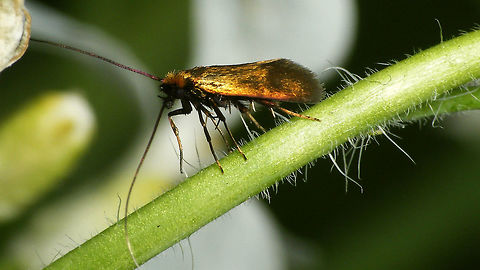 Cauchas rufimitrella - Front  Adelidae,Cauchas,Cauchas rufimitrella,Moth,nl: Pinksterbloemlangsprietmot