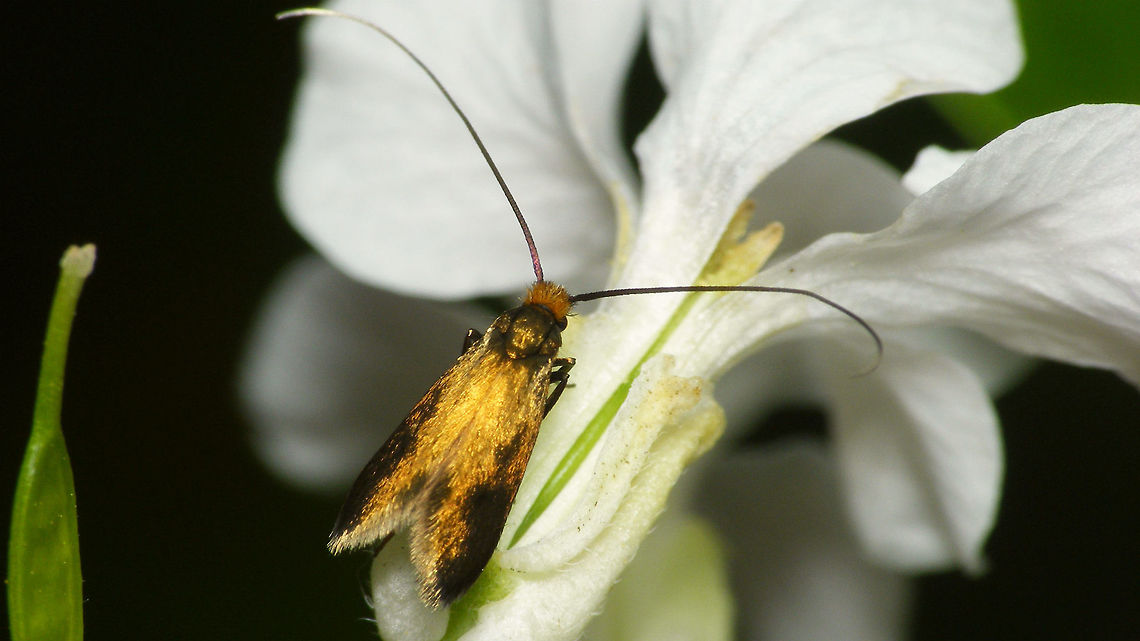 Cauchas rufimitrella - Worn  Adelidae,Cauchas,Cauchas rufimitrella,Moth,nl: Pinksterbloemlangsprietmot