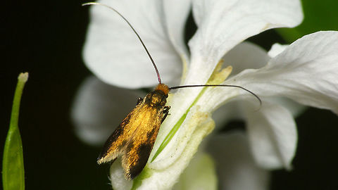 Cauchas rufimitrella - Worn  Adelidae,Cauchas,Cauchas rufimitrella,Moth,nl: Pinksterbloemlangsprietmot