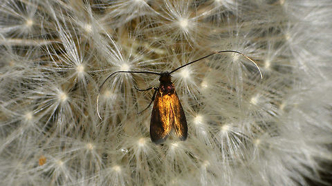 Cauchas rufimitrella - Disco dancing Especially for Ferdy! Adelidae,Cauchas,Cauchas rufimitrella,Dandelion,Dandelion disco,Moth,nl: Paardenbloem,nl: Pinksterbloemlangsprietmot