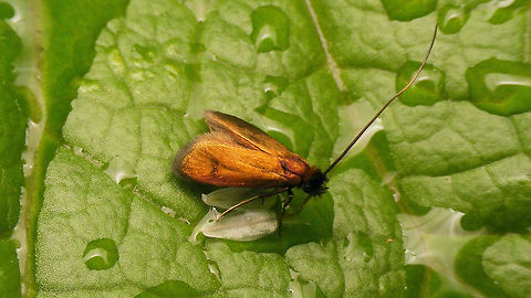 Cauchas rufimitrella - Undamaged still  Adelidae,Cauchas,Cauchas rufimitrella,Moth,nl: Pinksterbloemlangsprietmot