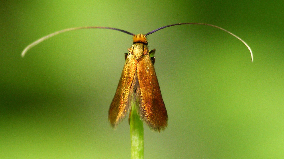 Cauchas rufimitrella - Top of the world  Adelidae,Cauchas,Cauchas rufimitrella,Moth,nl: Pinksterbloemlangsprietmot