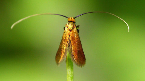 Cauchas rufimitrella - Top of the world  Adelidae,Cauchas,Cauchas rufimitrella,Moth,nl: Pinksterbloemlangsprietmot