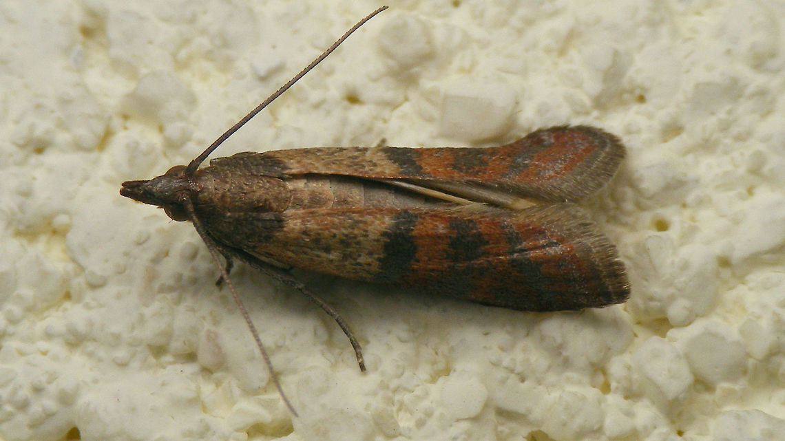 Plodia interpunctella  Indian mealmoth,Lepidoptera,Moth,Phycitinae,Phycitini,Plodia,Plodia interpunctella,Pyralidae,Pyraloidea,nl: Indische meelmot