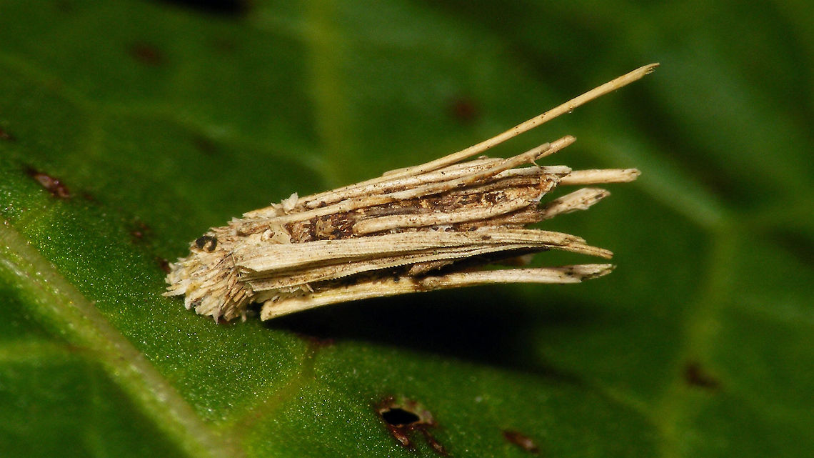 Psyche casta  Bagworm,Caterpillar,Psyche,Psyche casta,Psychidae