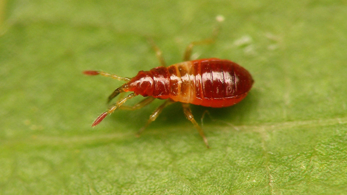 Anthocoris nemorum - Young nymph Tiny (1~1.2mm) early stadium nymph (first or second?) of predatory bug Anthocoris nemorum.<br />
More lateral view here:<br />
<figure class="photo"><a href="https://www.jungledragon.com/image/79416/anthocoris_nemorum_-_young_nymph_lateral.html" title="Anthocoris nemorum - Young nymph lateral"><img src="https://s3.amazonaws.com/media.jungledragon.com/images/3043/79416_thumb.jpg?AWSAccessKeyId=05GMT0V3GWVNE7GGM1R2&Expires=1769040010&Signature=EuiJNu5mrpgboXuvpOf9BU6d1OQ%3D" width="200" height="114" alt="Anthocoris nemorum - Young nymph lateral More dorsal shot and info here:<br />
https://www.jungledragon.com/image/79415/anthocoris_nemorum_-_young_nymph.html Anthocoridae,Anthocoris,Anthocoris nemorum,Common flowerbug,Heteroptera" /></a></figure> Anthocoridae,Anthocoris,Anthocoris nemorum,Common flowerbug,Heteroptera