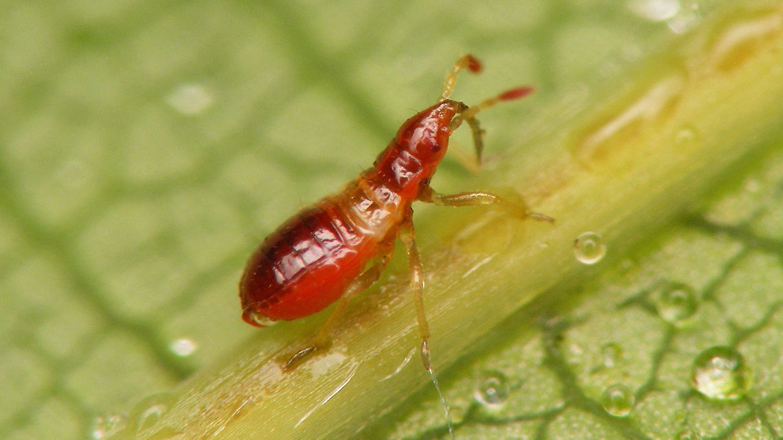 Anthocoris nemorum - Young nymph lateral More dorsal shot and info here:<br />
<figure class="photo"><a href="https://www.jungledragon.com/image/79415/anthocoris_nemorum_-_young_nymph.html" title="Anthocoris nemorum - Young nymph"><img src="https://s3.amazonaws.com/media.jungledragon.com/images/3043/79415_thumb.jpg?AWSAccessKeyId=05GMT0V3GWVNE7GGM1R2&Expires=1769040010&Signature=8jMYhLv4hyw4U9nR9OAwvOeJWBQ%3D" width="200" height="114" alt="Anthocoris nemorum - Young nymph Tiny (1~1.2mm) early stadium nymph (first or second?) of predatory bug Anthocoris nemorum.<br />
More lateral view here:<br />
https://www.jungledragon.com/image/79416/anthocoris_nemorum_-_young_nymph_lateral.html Anthocoridae,Anthocoris,Anthocoris nemorum,Common flowerbug,Heteroptera" /></a></figure> Anthocoridae,Anthocoris,Anthocoris nemorum,Common flowerbug,Heteroptera