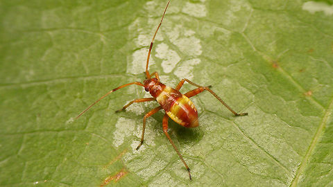 Closterotomus fulvomaculatus - 4th stadium nymph  Closterotomus,Closterotomus fulvomaculatus,Geotagged,Miridae,Mirinae,Mirini,Netherlands,Nymph