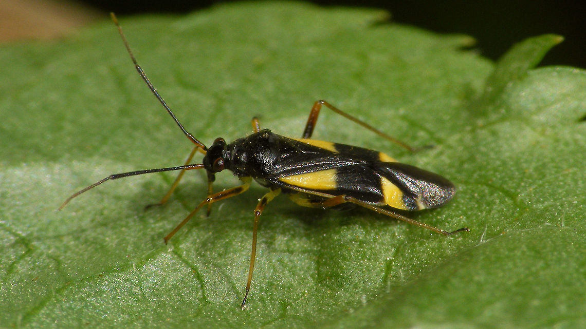 Dryophilocoris flavoquadrimaculatus - lateral Dorsal shot<br />
<figure class="photo"><a href="https://www.jungledragon.com/image/79419/dryophilocoris_flavoquadrimaculatus_-_dorsal.html" title="Dryophilocoris flavoquadrimaculatus - dorsal"><img src="https://s3.amazonaws.com/media.jungledragon.com/images/3043/79419_thumb.jpg?AWSAccessKeyId=05GMT0V3GWVNE7GGM1R2&Expires=1759968010&Signature=LTYvC6z9Jc2XtCpxghGmjf%2FWKLc%3D" width="200" height="114" alt="Dryophilocoris flavoquadrimaculatus - dorsal More lateral shot:<br />
https://www.jungledragon.com/image/79418/dryophilocoris_flavoquadrimaculatus_-_lateral.html Dryophilocoris,Dryophilocoris flavoquadrimaculatus,Miridae,Orthotylinae,Orthotylini" /></a></figure> Dryophilocoris,Dryophilocoris flavoquadrimaculatus,Miridae,Orthotylinae,Orthotylini