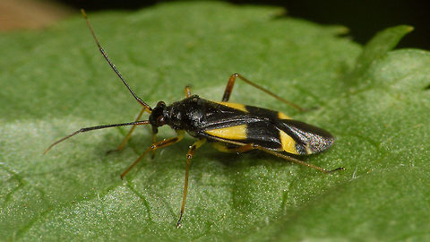 Dryophilocoris flavoquadrimaculatus - lateral Dorsal shot
https://www.jungledragon.com/image/79419/dryophilocoris_flavoquadrimaculatus_-_dorsal.html Dryophilocoris,Dryophilocoris flavoquadrimaculatus,Miridae,Orthotylinae,Orthotylini