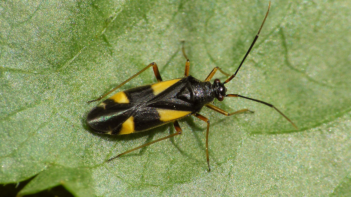 Dryophilocoris flavoquadrimaculatus - dorsal More lateral shot:<br />
<figure class="photo"><a href="https://www.jungledragon.com/image/79418/dryophilocoris_flavoquadrimaculatus_-_lateral.html" title="Dryophilocoris flavoquadrimaculatus - lateral"><img src="https://s3.amazonaws.com/media.jungledragon.com/images/3043/79418_thumb.jpg?AWSAccessKeyId=05GMT0V3GWVNE7GGM1R2&Expires=1763596810&Signature=YqDdyZBnyRN7VoR7wu%2B%2BKuID%2FZw%3D" width="200" height="114" alt="Dryophilocoris flavoquadrimaculatus - lateral Dorsal shot<br />
https://www.jungledragon.com/image/79419/dryophilocoris_flavoquadrimaculatus_-_dorsal.html Dryophilocoris,Dryophilocoris flavoquadrimaculatus,Miridae,Orthotylinae,Orthotylini" /></a></figure> Dryophilocoris,Dryophilocoris flavoquadrimaculatus,Miridae,Orthotylinae,Orthotylini