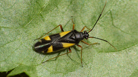 Dryophilocoris flavoquadrimaculatus