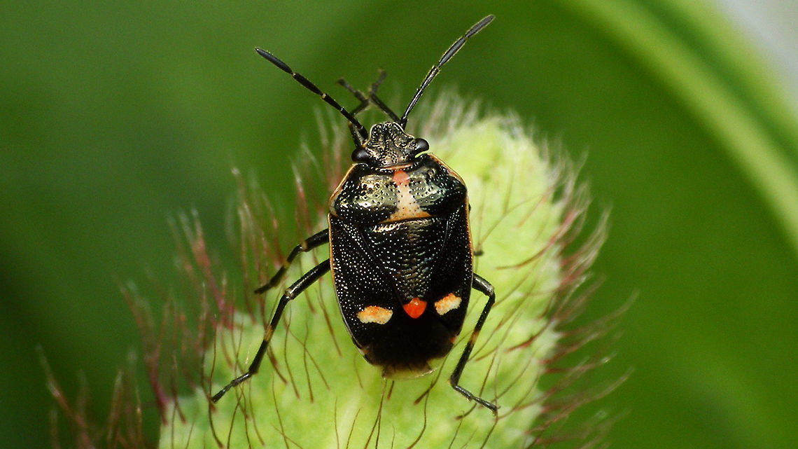Having trouble deciding ... ... what colour it wants to be. Eurydema,Eurydema oleracea,Geotagged,Hemiptera,Heteroptera,Netherlands,Pentatomidae,Strachiini,nl: Koolschidwants