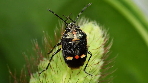 Having trouble deciding ... ... what colour it wants to be. Eurydema,Eurydema oleracea,Geotagged,Hemiptera,Heteroptera,Netherlands,Pentatomidae,Strachiini,nl: Koolschidwants