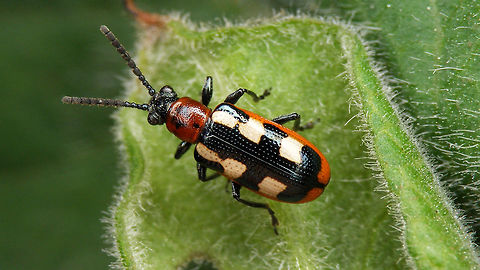 Crioceris asparagi Finally had a chance to take a better image yesterday ... no Asparagus within miles, so no idea what it was doing here, but hey :o) Chrysomelidae,Common Asparagus Beetle,Criocerinae,Crioceris,Crioceris asparagi,Geotagged,Jane's garden,Netherlands,nl: Blauwe aspergekever