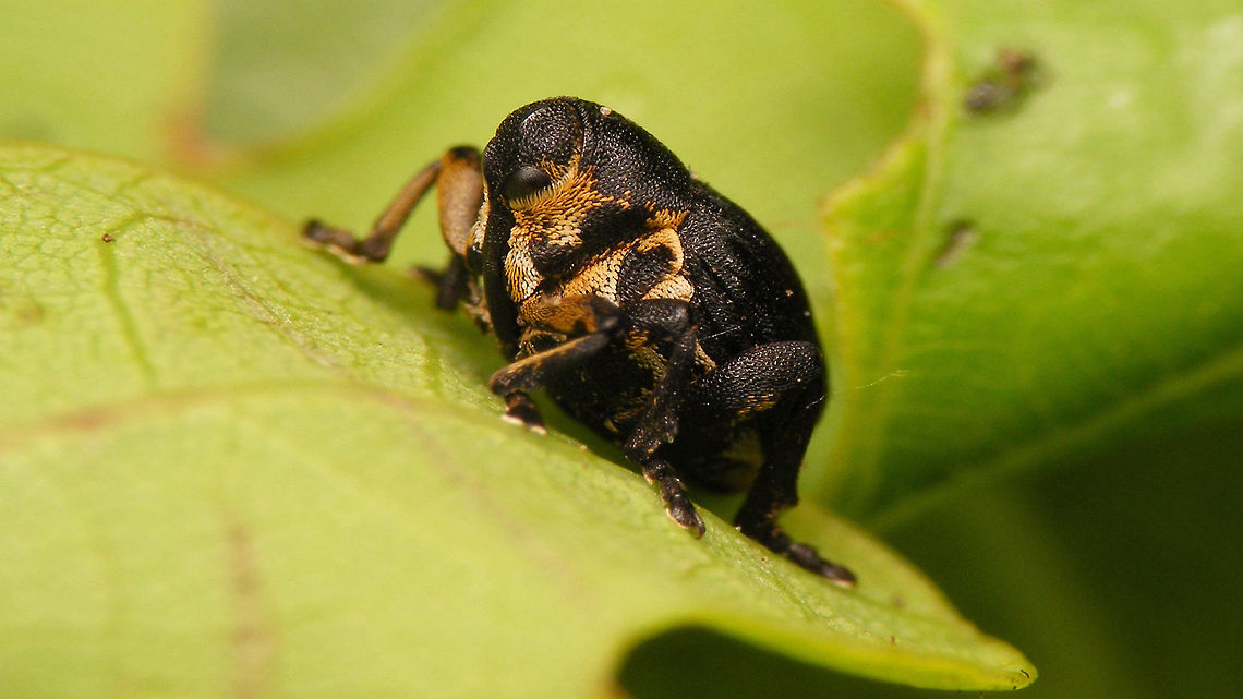 Mononychus punctumalbum on Oak Found this little fellow on Oak and Broom lately - no Iris in sight :o) Ceutorhynchinae,Curculionidae,Iris weevil,Mononychus,Mononychus punctumalbum