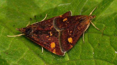Pyrausta aurata - Copula  Crambidae,Lepidoptera,Mint Moth,Pyraloidea,Pyrausta,Pyrausta aurata,Pyraustinae,copulation,nl: Muntvlindertje