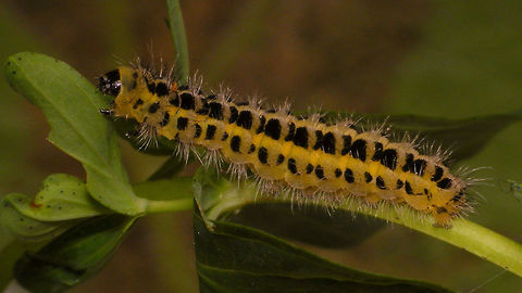 Zygaena filipendulae - Caterpiller  Caterpillar,Six-spot burnet,Zygaena,Zygaena filipendulae,Zygaenidae