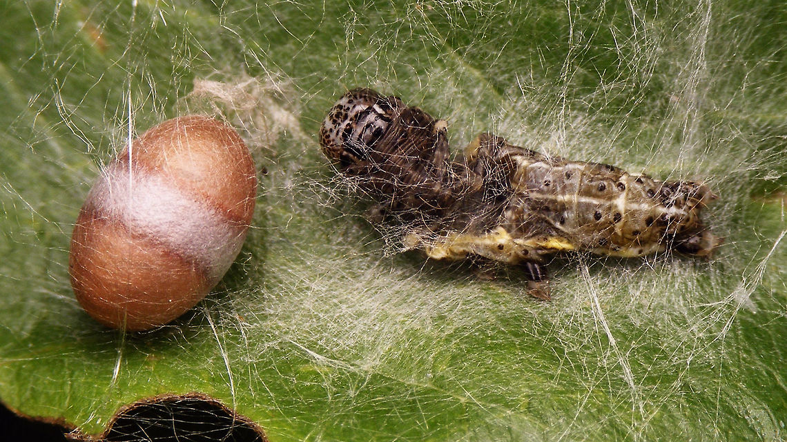 Campopleginae - Cocoon entangled Just like the one I posted the other day, this one is also entangled on the leaf instead of being freely suspended, but here is another one suspended from a leaf of some grass or the other:<br />
<figure class="photo"><a href="https://www.jungledragon.com/image/79461/campopleginae_-_cocoon_freely_suspended.html" title="Campopleginae - Cocoon freely suspended"><img src="https://s3.amazonaws.com/media.jungledragon.com/images/3043/79461_thumb.jpg?AWSAccessKeyId=05GMT0V3GWVNE7GGM1R2&Expires=1759968010&Signature=cGwgvanuP8iHUzwNGeNtqa8LL3Q%3D" width="102" height="152" alt="Campopleginae - Cocoon freely suspended Here is an example of a cocoon being freely suspended from a leaf of some grass or the other., as opposed to the one I posted the other day, that was entangled on the leaf (and another one today - see below):<br />
https://www.jungledragon.com/image/79318/campopleginae_cocoon.html<br />
https://www.jungledragon.com/image/79460/campopleginae_-_cocoon_entangled.html<br />
In addition, all seem to be next to the skins of the same kind of caterpillar. Will try to get an ID on that ... Campopleginae,Cocoon,Geotagged,Ichneumonidae,Netherlands,Scirtetes,Scirtetes robustus" /></a></figure><br />
In addition, all seem to be next to the skins of the same kind of caterpillar. Will try to get an ID on that ... Campopleginae,Cocoon,Geotagged,Ichneumonidae,Netherlands,Scirtetes,Scirtetes robustus