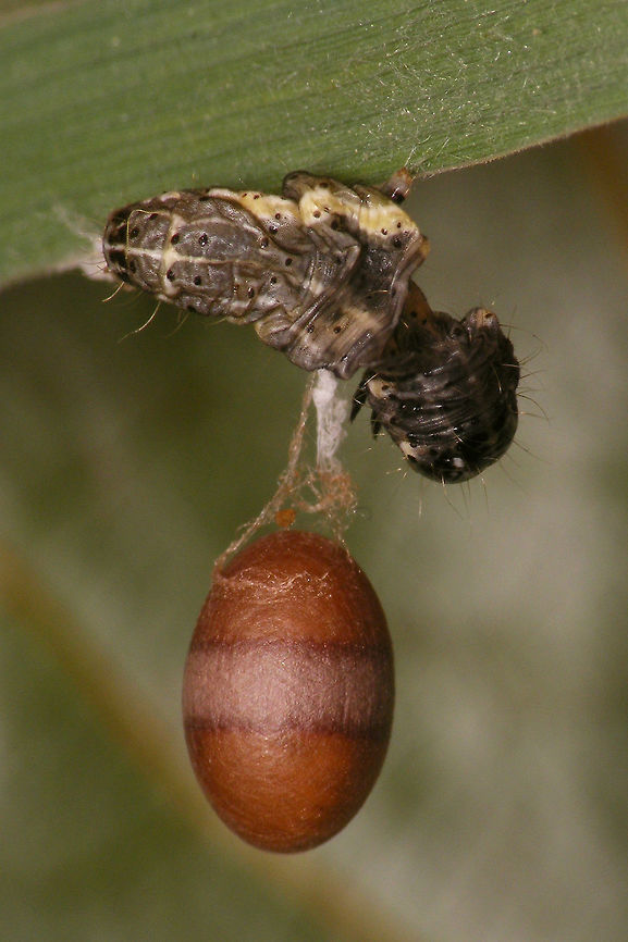Campopleginae - Cocoon freely suspended Here is an example of a cocoon being freely suspended from a leaf of some grass or the other., as opposed to the one I posted the other day, that was entangled on the leaf (and another one today - see below):<br />
<figure class="photo"><a href="https://www.jungledragon.com/image/79318/campopleginae_cocoon.html" title="Campopleginae cocoon"><img src="https://s3.amazonaws.com/media.jungledragon.com/images/3043/79318_thumb.jpg?AWSAccessKeyId=05GMT0V3GWVNE7GGM1R2&Expires=1763596810&Signature=Gcyl2ex%2BNrmtX1JfJNkdJdNJEcE%3D" width="200" height="134" alt="Campopleginae cocoon Info with this image:<br />
https://www.jungledragon.com/image/79319/campopleginae_cocoon_and_empty_caterpillar_skin.html Campopleginae,Cocoon,Geotagged,Ichneumonidae,Netherlands,Scirtetes,Scirtetes robustus" /></a></figure><br />
<figure class="photo"><a href="https://www.jungledragon.com/image/79460/campopleginae_-_cocoon_entangled.html" title="Campopleginae - Cocoon entangled"><img src="https://s3.amazonaws.com/media.jungledragon.com/images/3043/79460_thumb.jpg?AWSAccessKeyId=05GMT0V3GWVNE7GGM1R2&Expires=1763596810&Signature=LK7XcgkhKvCFOb%2BIGMb2RUKiIR4%3D" width="200" height="114" alt="Campopleginae - Cocoon entangled Just like the one I posted the other day, this one is also entangled on the leaf instead of being freely suspended, but here is another one suspended from a leaf of some grass or the other:<br />
https://www.jungledragon.com/image/79461/campopleginae_-_cocoon_freely_suspended.html<br />
In addition, all seem to be next to the skins of the same kind of caterpillar. Will try to get an ID on that ... Campopleginae,Cocoon,Geotagged,Ichneumonidae,Netherlands,Scirtetes,Scirtetes robustus" /></a></figure><br />
In addition, all seem to be next to the skins of the same kind of caterpillar. Will try to get an ID on that ... Campopleginae,Cocoon,Geotagged,Ichneumonidae,Netherlands,Scirtetes,Scirtetes robustus