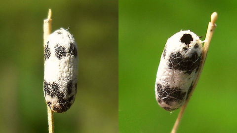 Campopleginae - Empty cocoon Just adding an old image of a different colour/pattern on a Campopleginae cocoon Campopleginae,Cocoon,Geotagged,Ichneumonidae,Netherlands