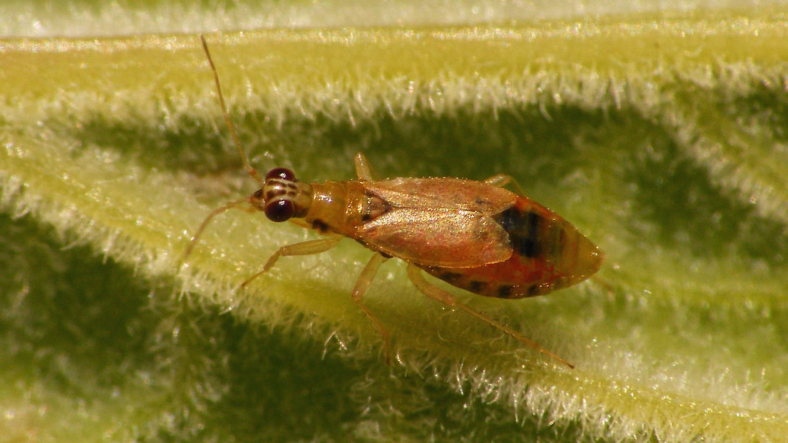 Dicyphus pallicornis - still paler Gets darker with age ... Bryocorinae,Dicyphini,Dicyphus,Dicyphus pallicornis,Heteroptera,Jane's garden,Miridae,nl: Vingerhoedskruidbochelwants