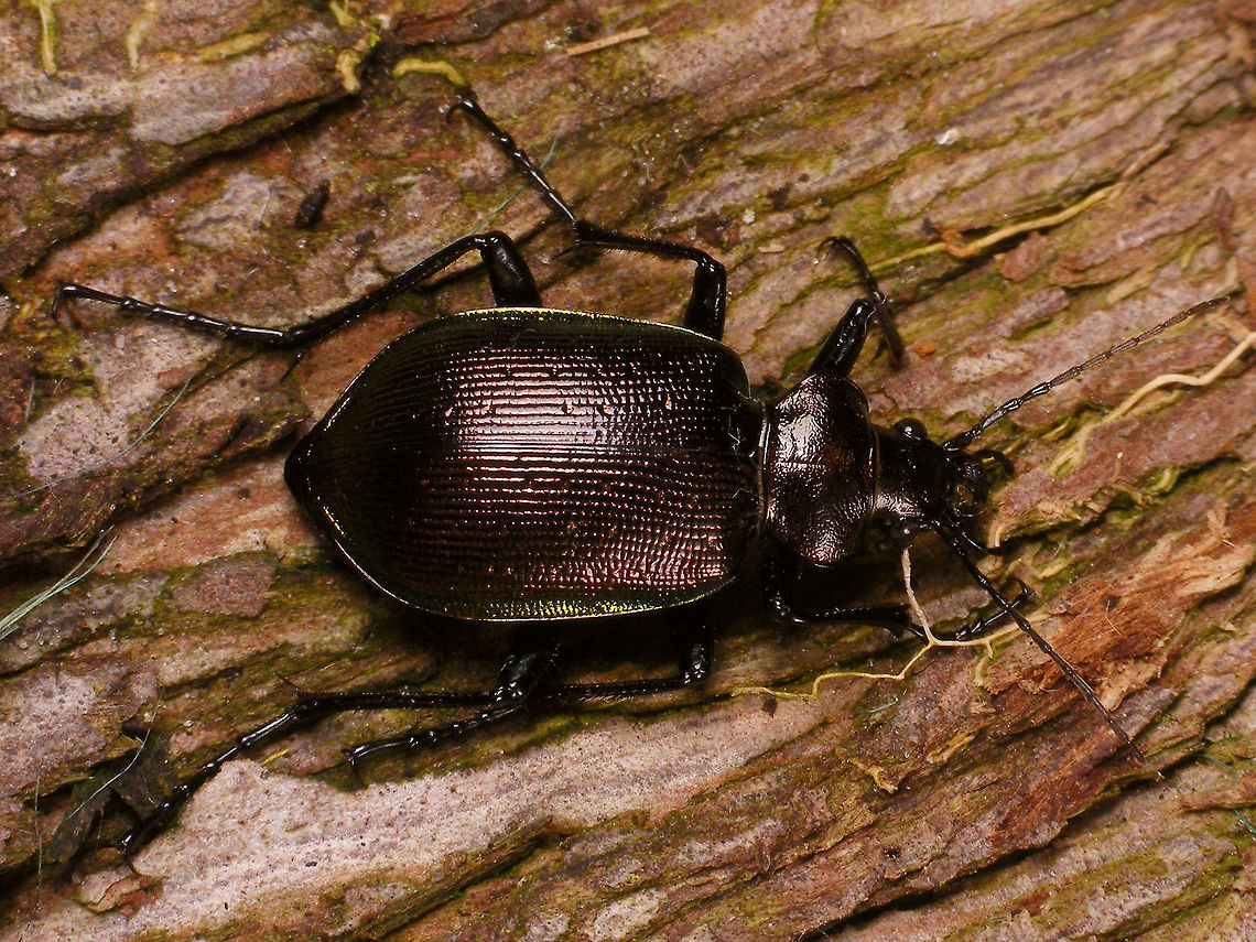 Calosoma inquisitor - 23mm The other day, while at a birthday party, our pal Koos Dijksterhuis came up to me with his hand folded together and in it a lovely huge Calosoma inquisitor ("Kleine Poppenrover" in Dutch - "kleine" meaning "small" ;o)  Depending on your source, this species can supposedly be between 13-22mm or 13,5-20mm, so with a measured 23mm this one was quite extreme.<br />
I don't see these often. In fact, I had just seen my first ones two weeks ago, crossing a street, but I was working so I didn't go after them. This was a chance too good to pass by, so I quickly robbed Koos of his beautiful find and put it in a tube to take home, promising him to send him the pictures I intended to take.<br />
That proofed to be a bit harder than I had hoped. First of all, these beetles are quite restless and quick on their feet, but when it finally sits still for a second or two it is just a "dark blob" that will turn into a blinding bright light when flashed ... so ... meager results :o(<br />
Koos decided to use one my images anyway (the one shown here) for one of the daily columns he writes in our newspaper,  "Trouw" explaining that we are seeing this species fairly frequently this year, due to an abundance of the caterpillars that they hunt. <br />
Below is a link to the online version of his article titled "Deze grote kleine poppenrover jaagt op rupsen" :<br />
 https://www.trouw.nl/groen/~a13852ef/ <br />
Here are some other shots of the same beetle:<br />
<figure class="photo"><a href="https://www.jungledragon.com/image/79468/calosoma_inquisitor_hd_res.html" title="Calosoma inquisitor HD res"><img src="https://s3.amazonaws.com/media.jungledragon.com/images/3043/79468_thumb.jpg?AWSAccessKeyId=05GMT0V3GWVNE7GGM1R2&Expires=1769040010&Signature=818dqcbKpddWUEuDQmD1%2BYOhr00%3D" width="200" height="114" alt="Calosoma inquisitor HD res Story with this image of same beetle:<br />
https://www.jungledragon.com/image/79466/calosoma_inquisitor_-_23mm.html Calosoma,Calosoma inquisitor,Carabidae,Carabinae,nl: Kleine poppenrover" /></a></figure><br />
<figure class="photo"><a href="https://www.jungledragon.com/image/79467/calosoma_inquisitor_on_my_hand.html" title="Calosoma inquisitor on my hand"><img src="https://s3.amazonaws.com/media.jungledragon.com/images/3043/79467_thumb.jpg?AWSAccessKeyId=05GMT0V3GWVNE7GGM1R2&Expires=1769040010&Signature=uHMvUIC8ze8DsU4lgK3XROj%2FKtk%3D" width="200" height="114" alt="Calosoma inquisitor on my hand Story with this image of same beetle:<br />
https://www.jungledragon.com/image/79466/calosoma_inquisitor_-_23mm.html Calosoma,Calosoma inquisitor,Carabidae,Carabinae,nl: Kleine poppenrover" /></a></figure> Calosoma,Calosoma inquisitor,Carabidae,Carabinae,nl: Kleine poppenrover