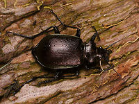 Calosoma inquisitor - 23mm The other day, while at a birthday party, our pal Koos Dijksterhuis came up to me with his hand folded together and in it a lovely huge Calosoma inquisitor ("Kleine Poppenrover" in Dutch - "kleine" meaning "small" ;o)  Depending on your source, this species can supposedly be between 13-22mm or 13,5-20mm, so with a measured 23mm this one was quite extreme.<br />
I don't see these often. In fact, I had just seen my first ones two weeks ago, crossing a street, but I was working so I didn't go after them. This was a chance too good to pass by, so I quickly robbed Koos of his beautiful find and put it in a tube to take home, promising him to send him the pictures I intended to take.<br />
That proofed to be a bit harder than I had hoped. First of all, these beetles are quite restless and quick on their feet, but when it finally sits still for a second or two it is just a "dark blob" that will turn into a blinding bright light when flashed ... so ... meager results :o(<br />
Koos decided to use one my images anyway (the one shown here) for one of the daily columns he writes in our newspaper,  "Trouw" explaining that we are seeing this species fairly frequently this year, due to an abundance of the caterpillars that they hunt. <br />
Below is a link to the online version of his article titled "Deze grote kleine poppenrover jaagt op rupsen" :<br />
 https://www.trouw.nl/groen/~a13852ef/ <br />
Here are some other shots of the same beetle:<br />
https://www.jungledragon.com/image/79468/calosoma_inquisitor_hd_res.html<br />
https://www.jungledragon.com/image/79467/calosoma_inquisitor_on_my_hand.html Calosoma,Calosoma inquisitor,Carabidae,Carabinae,nl: Kleine poppenrover