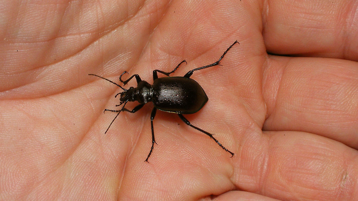 Calosoma inquisitor on my hand Story with this image of same beetle:<br />
<figure class="photo"><a href="https://www.jungledragon.com/image/79466/calosoma_inquisitor_-_23mm.html" title="Calosoma inquisitor - 23mm"><img src="https://s3.amazonaws.com/media.jungledragon.com/images/3043/79466_thumb.jpg?AWSAccessKeyId=05GMT0V3GWVNE7GGM1R2&Expires=1769040010&Signature=eBaLKJwVG8E7oAgRWeW3a5lT%2Beg%3D" width="200" height="150" alt="Calosoma inquisitor - 23mm The other day, while at a birthday party, our pal Koos Dijksterhuis came up to me with his hand folded together and in it a lovely huge Calosoma inquisitor ("Kleine Poppenrover" in Dutch - "kleine" meaning "small" ;o)  Depending on your source, this species can supposedly be between 13-22mm or 13,5-20mm, so with a measured 23mm this one was quite extreme.<br />
I don't see these often. In fact, I had just seen my first ones two weeks ago, crossing a street, but I was working so I didn't go after them. This was a chance too good to pass by, so I quickly robbed Koos of his beautiful find and put it in a tube to take home, promising him to send him the pictures I intended to take.<br />
That proofed to be a bit harder than I had hoped. First of all, these beetles are quite restless and quick on their feet, but when it finally sits still for a second or two it is just a "dark blob" that will turn into a blinding bright light when flashed ... so ... meager results :o(<br />
Koos decided to use one my images anyway (the one shown here) for one of the daily columns he writes in our newspaper,  "Trouw" explaining that we are seeing this species fairly frequently this year, due to an abundance of the caterpillars that they hunt. <br />
Below is a link to the online version of his article titled "Deze grote kleine poppenrover jaagt op rupsen" :<br />
 https://www.trouw.nl/groen/~a13852ef/ <br />
Here are some other shots of the same beetle:<br />
https://www.jungledragon.com/image/79468/calosoma_inquisitor_hd_res.html<br />
https://www.jungledragon.com/image/79467/calosoma_inquisitor_on_my_hand.html Calosoma,Calosoma inquisitor,Carabidae,Carabinae,nl: Kleine poppenrover" /></a></figure> Calosoma,Calosoma inquisitor,Carabidae,Carabinae,nl: Kleine poppenrover