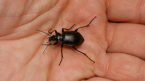 Calosoma inquisitor on my hand Story with this image of same beetle:
https://www.jungledragon.com/image/79466/calosoma_inquisitor_-_23mm.html Calosoma,Calosoma inquisitor,Carabidae,Carabinae,nl: Kleine poppenrover