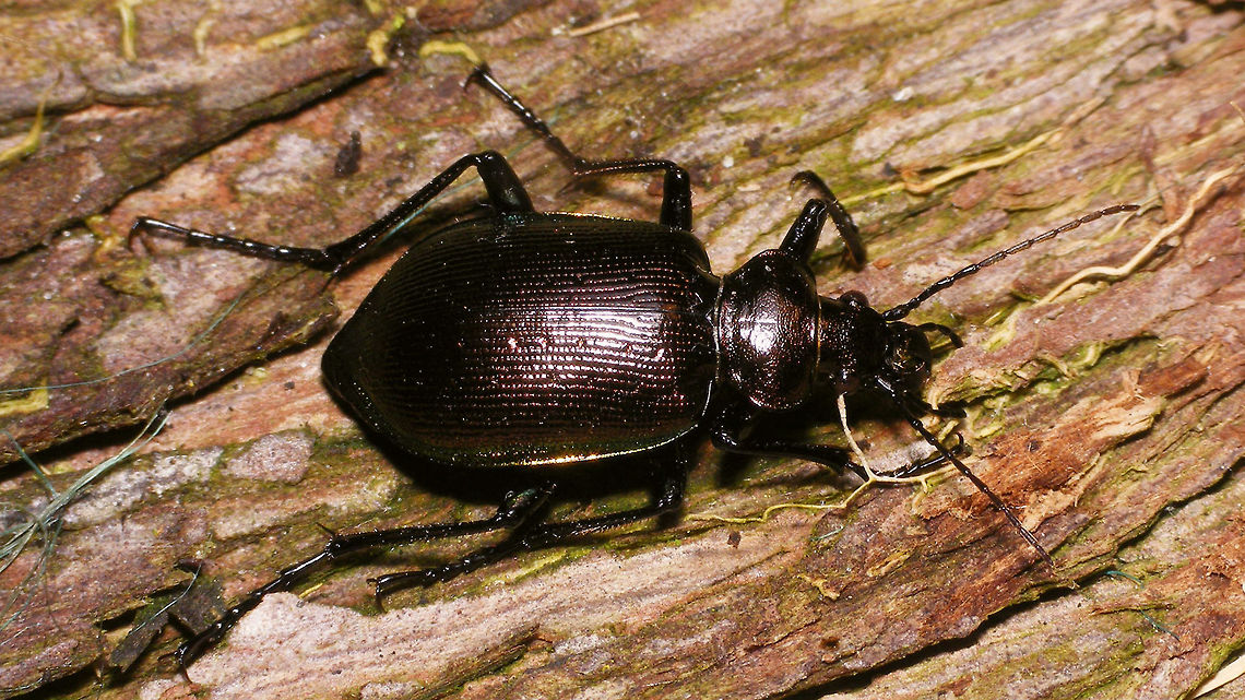 Calosoma inquisitor HD res Story with this image of same beetle:<br />
<figure class="photo"><a href="https://www.jungledragon.com/image/79466/calosoma_inquisitor_-_23mm.html" title="Calosoma inquisitor - 23mm"><img src="https://s3.amazonaws.com/media.jungledragon.com/images/3043/79466_thumb.jpg?AWSAccessKeyId=05GMT0V3GWVNE7GGM1R2&Expires=1769040010&Signature=eBaLKJwVG8E7oAgRWeW3a5lT%2Beg%3D" width="200" height="150" alt="Calosoma inquisitor - 23mm The other day, while at a birthday party, our pal Koos Dijksterhuis came up to me with his hand folded together and in it a lovely huge Calosoma inquisitor ("Kleine Poppenrover" in Dutch - "kleine" meaning "small" ;o)  Depending on your source, this species can supposedly be between 13-22mm or 13,5-20mm, so with a measured 23mm this one was quite extreme.<br />
I don't see these often. In fact, I had just seen my first ones two weeks ago, crossing a street, but I was working so I didn't go after them. This was a chance too good to pass by, so I quickly robbed Koos of his beautiful find and put it in a tube to take home, promising him to send him the pictures I intended to take.<br />
That proofed to be a bit harder than I had hoped. First of all, these beetles are quite restless and quick on their feet, but when it finally sits still for a second or two it is just a "dark blob" that will turn into a blinding bright light when flashed ... so ... meager results :o(<br />
Koos decided to use one my images anyway (the one shown here) for one of the daily columns he writes in our newspaper,  "Trouw" explaining that we are seeing this species fairly frequently this year, due to an abundance of the caterpillars that they hunt. <br />
Below is a link to the online version of his article titled "Deze grote kleine poppenrover jaagt op rupsen" :<br />
 https://www.trouw.nl/groen/~a13852ef/ <br />
Here are some other shots of the same beetle:<br />
https://www.jungledragon.com/image/79468/calosoma_inquisitor_hd_res.html<br />
https://www.jungledragon.com/image/79467/calosoma_inquisitor_on_my_hand.html Calosoma,Calosoma inquisitor,Carabidae,Carabinae,nl: Kleine poppenrover" /></a></figure> Calosoma,Calosoma inquisitor,Carabidae,Carabinae,nl: Kleine poppenrover