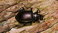 Calosoma inquisitor HD res Story with this image of same beetle:<br />
https://www.jungledragon.com/image/79466/calosoma_inquisitor_-_23mm.html Calosoma,Calosoma inquisitor,Carabidae,Carabinae,nl: Kleine poppenrover