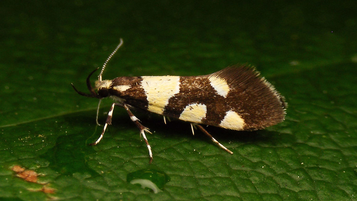 Eratophyes amasiella - lateral The first time I saw this species it was hiding deep in a trunk, now I had a chance to get better pictures :o)<br />
Slightly different angle here:<br />
<figure class="photo"><a href="https://www.jungledragon.com/image/79663/eratophyes_amasiella.html" title="Eratophyes amasiella"><img src="https://s3.amazonaws.com/media.jungledragon.com/images/3043/79663_thumb.jpg?AWSAccessKeyId=05GMT0V3GWVNE7GGM1R2&Expires=1759968010&Signature=moiGCoSSXp9Trm5vM5cehqQZ3tk%3D" width="200" height="114" alt="Eratophyes amasiella The first time I saw this species it was hiding deep in a trunk, now I had a chance to get better pictures :o)<br />
Slightly different angle here:<br />
https://www.jungledragon.com/image/79662/eratophyes_amasiella_-_lateral.html Eratophyes,Eratophyes amasiella,Gelechioidea,Geotagged,Lepidoptera,Netherlands,Oecophoridae,Oecophorinae,Oecophorini,nl: Oosterse schone" /></a></figure> Eratophyes,Eratophyes amasiella,Gelechioidea,Geotagged,Lepidoptera,Netherlands,Oecophoridae,Oecophorinae,Oecophorini,nl: Oosterse schone