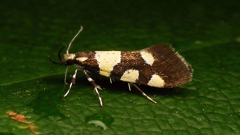 Eratophyes amasiella - lateral The first time I saw this species it was hiding deep in a trunk, now I had a chance to get better pictures :o)
Slightly different angle here:
https://www.jungledragon.com/image/79663/eratophyes_amasiella.html Eratophyes,Eratophyes amasiella,Gelechioidea,Geotagged,Lepidoptera,Netherlands,Oecophoridae,Oecophorinae,Oecophorini,nl: Oosterse schone