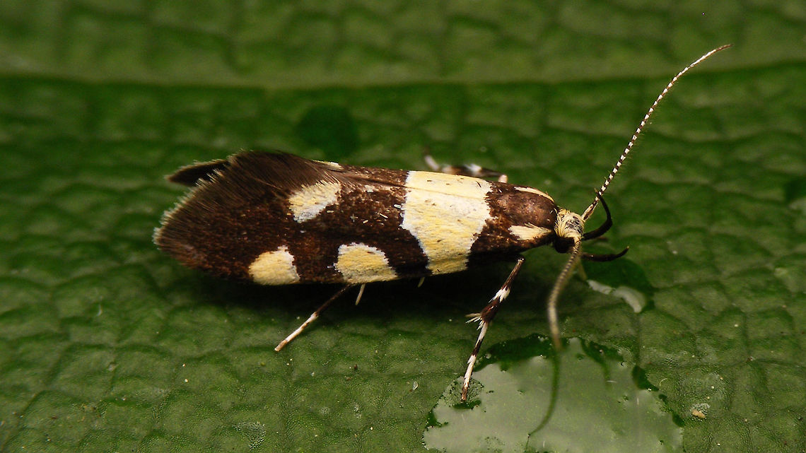 Eratophyes amasiella The first time I saw this species it was hiding deep in a trunk, now I had a chance to get better pictures :o)<br />
Slightly different angle here:<br />
<figure class="photo"><a href="https://www.jungledragon.com/image/79662/eratophyes_amasiella_-_lateral.html" title="Eratophyes amasiella - lateral"><img src="https://s3.amazonaws.com/media.jungledragon.com/images/3043/79662_thumb.jpg?AWSAccessKeyId=05GMT0V3GWVNE7GGM1R2&Expires=1759968010&Signature=k4wGAjSwGG%2BuLGYoG5tlof6Jic0%3D" width="200" height="114" alt="Eratophyes amasiella - lateral The first time I saw this species it was hiding deep in a trunk, now I had a chance to get better pictures :o)<br />
Slightly different angle here:<br />
https://www.jungledragon.com/image/79663/eratophyes_amasiella.html Eratophyes,Eratophyes amasiella,Gelechioidea,Geotagged,Lepidoptera,Netherlands,Oecophoridae,Oecophorinae,Oecophorini,nl: Oosterse schone" /></a></figure> Eratophyes,Eratophyes amasiella,Gelechioidea,Geotagged,Lepidoptera,Netherlands,Oecophoridae,Oecophorinae,Oecophorini,nl: Oosterse schone