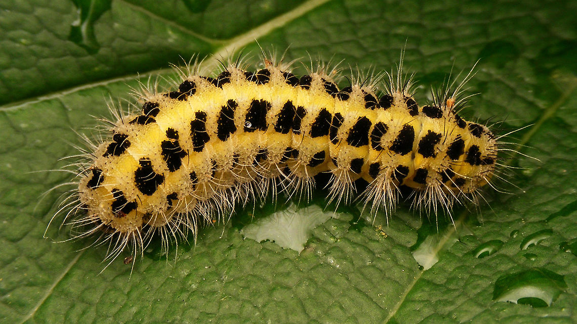 Zygaena filipendulae - Caterpiller Slightly better images than last week&#039;s ...<br />
<figure class="photo"><a href="https://www.jungledragon.com/image/79665/zygaena_filipendulae_-_caterpiller_rolled_up.html" title="Zygaena filipendulae - Caterpiller rolled up"><img src="https://s3.amazonaws.com/media.jungledragon.com/images/3043/79665_thumb.jpg?AWSAccessKeyId=05GMT0V3GWVNE7GGM1R2&Expires=1767225610&Signature=Qj0quaziTTYQsw6pDPBoQ6j9Cd4%3D" width="200" height="150" alt="Zygaena filipendulae - Caterpiller rolled up Slightly better images than last week&#039;s ...<br />
https://www.jungledragon.com/image/79664/zygaena_filipendulae_-_caterpiller.html Caterpillar,Six-spot burnet,Zygaena,Zygaena filipendulae,Zygaenidae" /></a></figure> Caterpillar,Six-spot burnet,Zygaena,Zygaena filipendulae,Zygaenidae